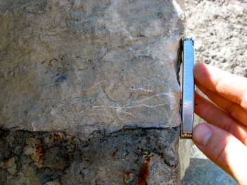 Fossil hash in the Rapid Member