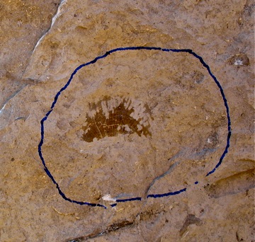 A Pectinid bivalve from the Rapid Member