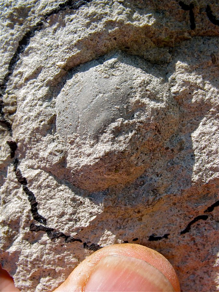 Glens crinoid calyx