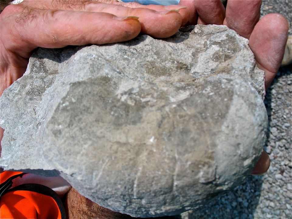 Large aff Centroceras side view