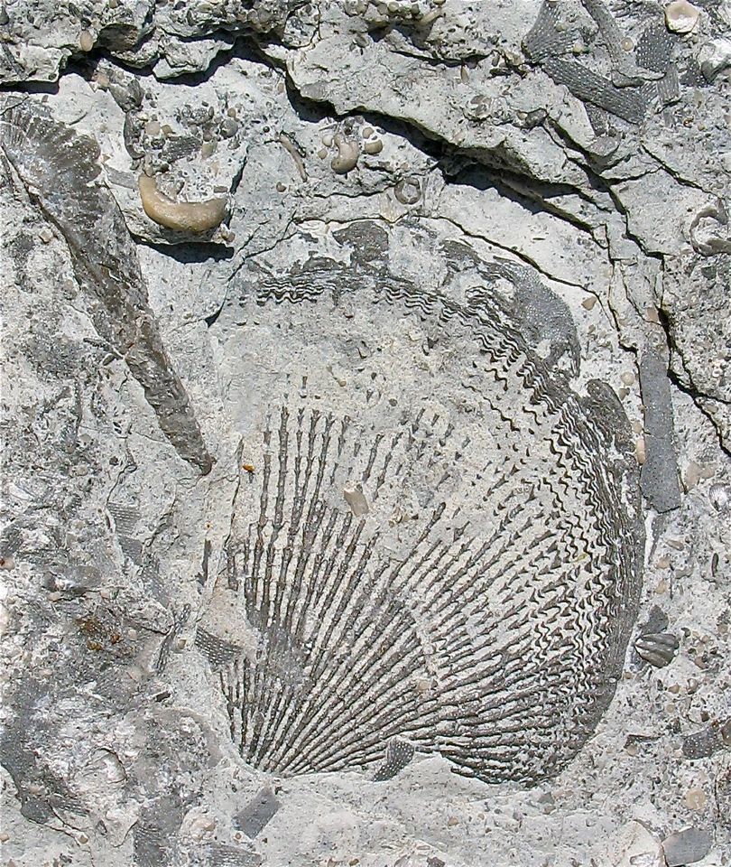 Large Atrypid valve closeup
