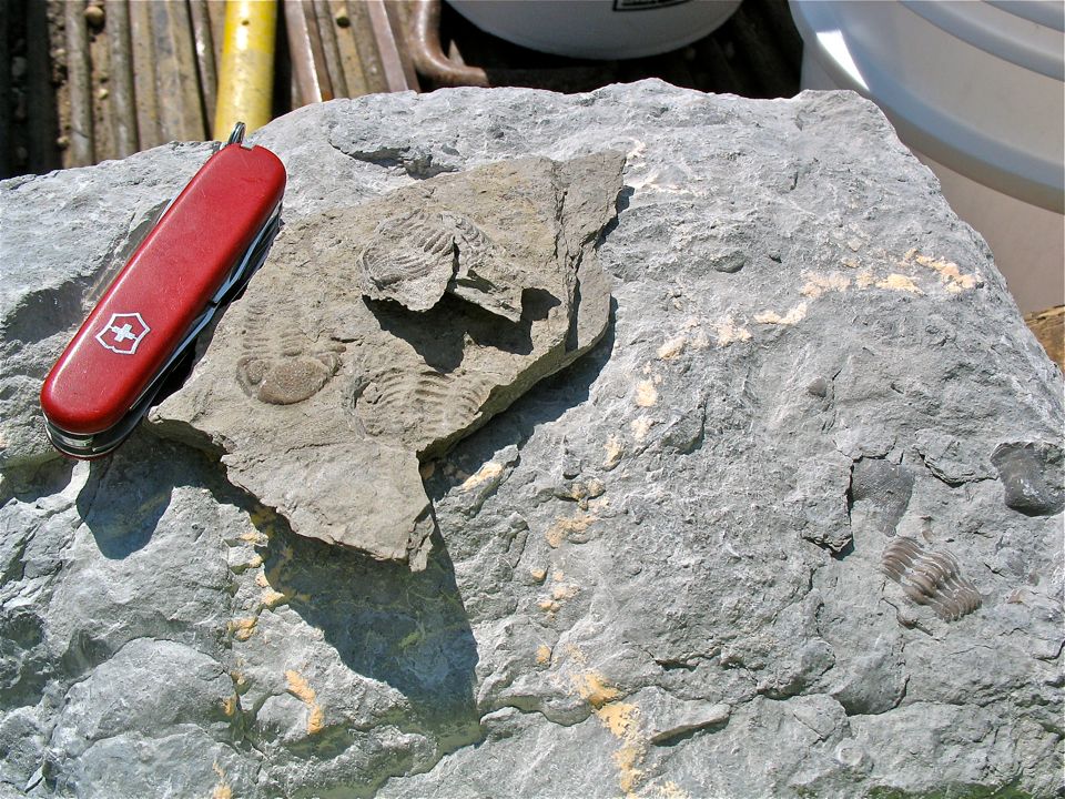 Mikes trilobite haul for the day