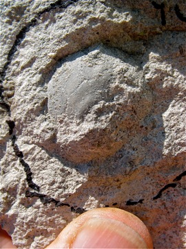 Glens crinoid calyx