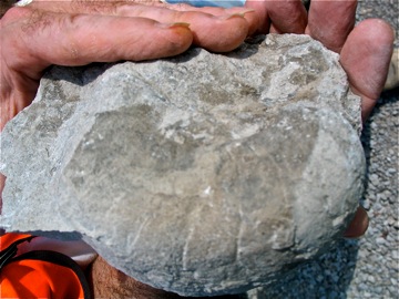 Large aff Centroceras side view