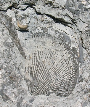 Large Atrypid valve closeup