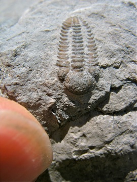 Juvenile Phacopid #2