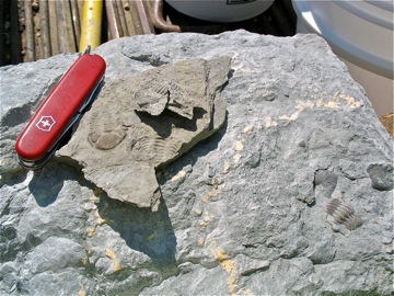 Mikes trilobite haul for the day