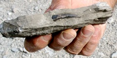 StonePogue's fish tooth