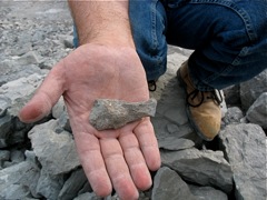 Chris' other crinoid calyx