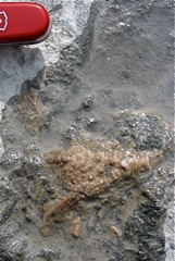 Gils feather armed crinoid