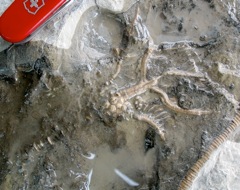 Sievers' crinoid close up
