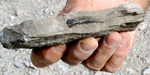 StonePogue's fish tooth