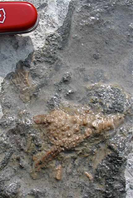 Gils feather armed crinoid
