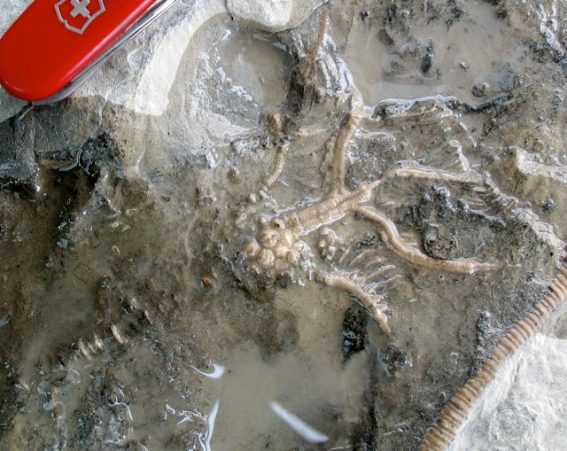 Sievers' crinoid close up