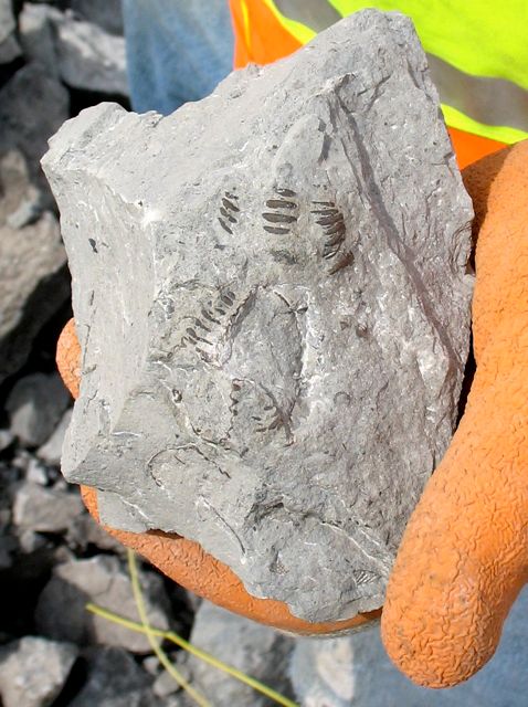Mike Powelkas trilobites