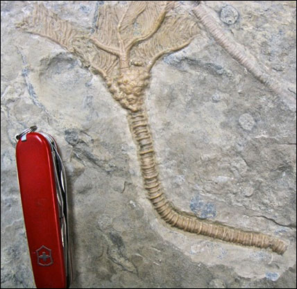 Crinoid